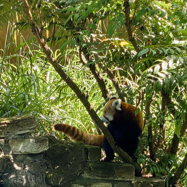 OpenGraph image for photo.cate.blog/2022/07/beautiful-tail/