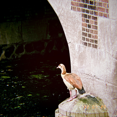 OpenGraph image for photo.cate.blog/2022/07/bird-2/