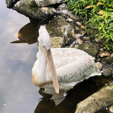 OpenGraph image for photo.cate.blog/2022/07/bird-xl/