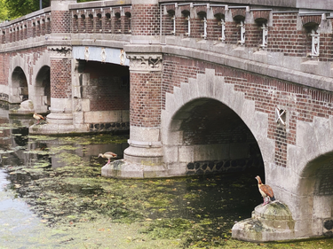 OpenGraph image for photo.cate.blog/2022/07/birds/