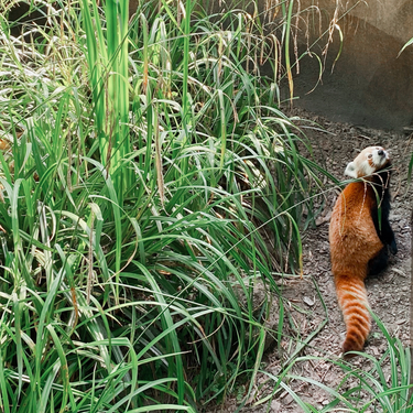 OpenGraph image for photo.cate.blog/2022/07/red-panda-2/