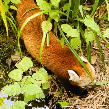 OpenGraph image for photo.cate.blog/2022/07/so-cute-%f0%9f%98%8d%f0%9f%a5%b0/