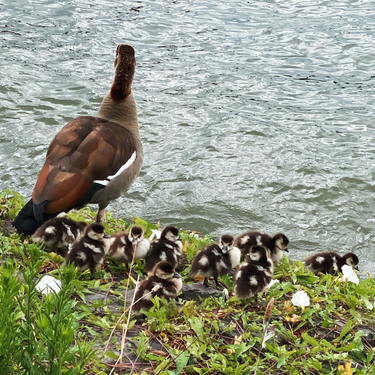 OpenGraph image for photo.cate.blog/2022/08/%f0%9f%90%a5/