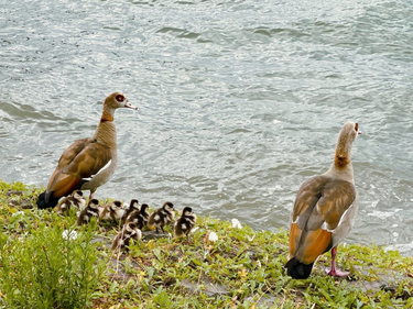 OpenGraph image for photo.cate.blog/2022/08/chicks-%f0%9f%90%a5/