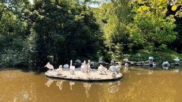 OpenGraph image for photo.cate.blog/2022/08/pelicans/