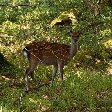 OpenGraph image for photo.cate.blog/2022/09/%f0%9f%a6%8c-5/