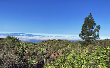 OpenGraph image for photo.cate.blog/2022/11/%f0%9f%8c%b2%e2%98%81%ef%b8%8f/