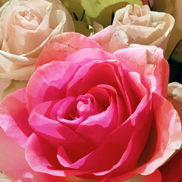 OpenGraph image for photo.cate.blog/2022/11/%f0%9f%8c%b9-10/