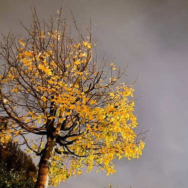 OpenGraph image for photo.cate.blog/2022/11/%f0%9f%8d%81-3/