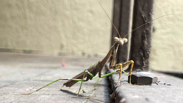 OpenGraph image for photos.nwalsh.com/images/ndw/2019/09/27/IMG_20190927_153613