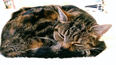 OpenGraph image for photos.nwalsh.com/images/ndw/2019/11/13/IMG_20191113_123644