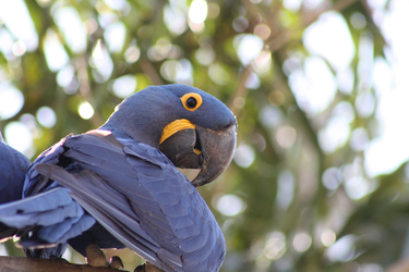 OpenGraph image for phys.org/news/2018-07-neuroscientists-uncover-secret-intelligence-parrots.amp