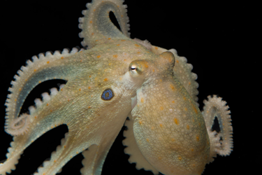 OpenGraph image for phys.org/news/2018-09-octopuses-mood-drug-ecstasy-reveal.html