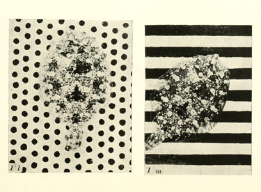 OpenGraph image for publicdomainreview.org/collections/flatfish-camouflage-experiments-1911/