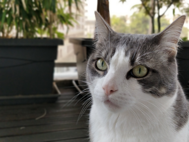 OpenGraph image for qiuqiucat.wordpress.com/2017/07/05/439/