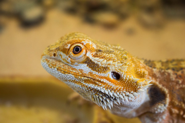 OpenGraph image for quillette.com/2018/08/27/taming-the-lizard-brain/