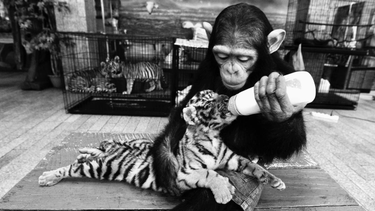 OpenGraph image for qz.com/1568701/what-the-study-of-animal-emotions-shows-us-about-being-human/