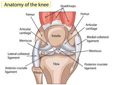 OpenGraph image for regenexx.com/conditions-treated/knee/meniscus/