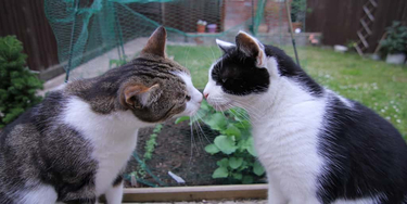 OpenGraph image for remysharp.com/2019/07/31/ninja