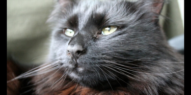 OpenGraph image for remysharp.com/2022/06/22/missy