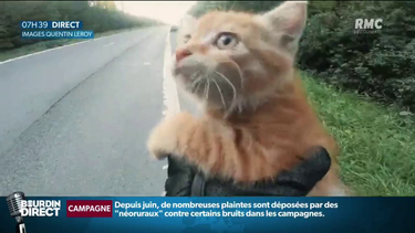 OpenGraph image for rmc.bfmtv.com/emission/en-video-l-incroyable-sauvetage-d-un-chaton-par-un-motard-sur-une-autoroute-belge-1760030.html
