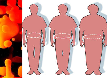 OpenGraph image for slimemoldtimemold.com/2021/07/11/a-chemical-hunger-part-ii-current-theories-of-obesity-are-inadequate/#:~:text=cause%20of%20obesity.-,2.2.3%C2%A0%20%C2%A0%20Sugar,-Everyone%20knows%20that