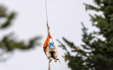 OpenGraph image for snowbrains.com/aggressive-goats-addicted-urine-airlifted/