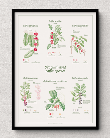 OpenGraph image for tenshundredsthousands.com/collections/coffee-species-botanical-drawings/products/six-cultivated-coffee-species-fine-art-print