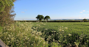 OpenGraph image for theecologist.org/2021/feb/09/commodifying-natural-world