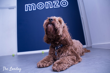 OpenGraph image for thelondog.com/office-dog-series-bingo-of-monzo/