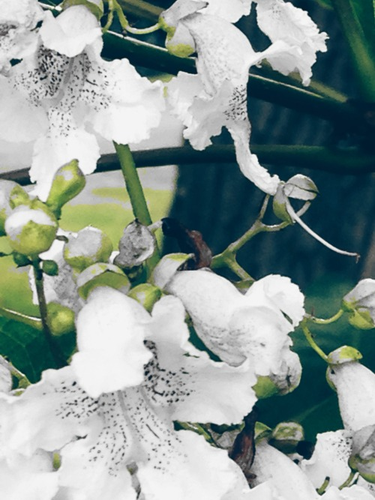 OpenGraph image for tmblr.co/ZUNk_l24-iONm