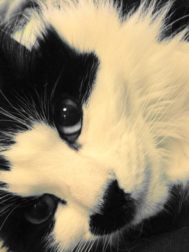 OpenGraph image for tmblr.co/ZUNk_l251qgNp