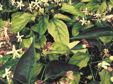 OpenGraph image for tmblr.co/ZUNk_l258KP8T