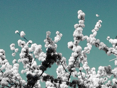 OpenGraph image for tmblr.co/ZUNk_l25BvKiH