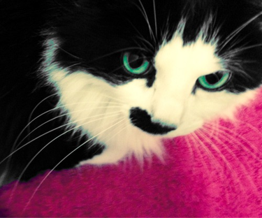 OpenGraph image for tmblr.co/ZUNk_l26yryqF