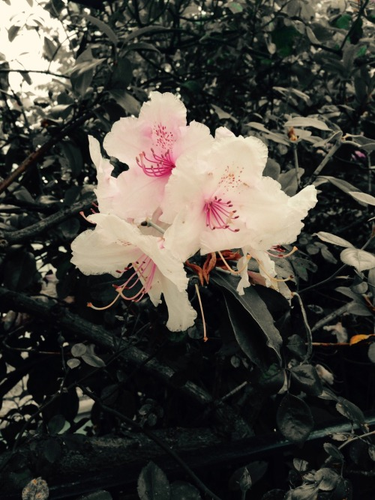 OpenGraph image for tmblr.co/ZUNk_l27Wisxw