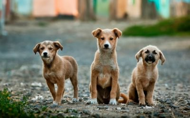 OpenGraph image for walkingeaglenews.com/2017/12/21/rez-dogs-on-verge-of-forming-single-consciousness-scientists-warn/