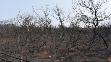 OpenGraph image for woborders.blog/2019/08/29/nembi-guasu-burns/