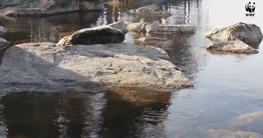 OpenGraph image for wwf.fi/en/wildlive/saimaa-ringed-seal/