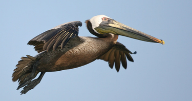 OpenGraph image for audubon.org/news/more-one-million-birds-died-during-deepwater-horizon-disaster