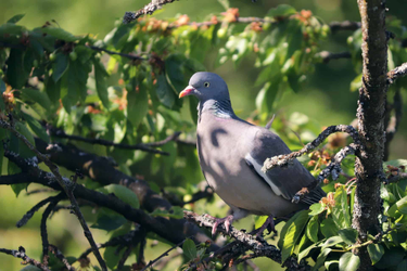 OpenGraph image for backtobirds.com/why-do-roller-pigeons-roll/