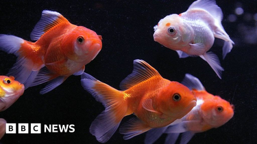 OpenGraph image for bbc.com/news/amp/health-38896790