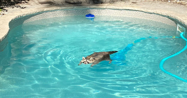 OpenGraph image for blogto.com/city/2020/07/toronto-raccoon-caught-taking-leisurely-swim-backyard-pool/