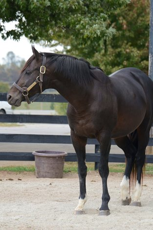 OpenGraph image for bloodhorse.com/horse-racing/articles/216009/nobiz-like-shobiz-settling-in-at-old-friends