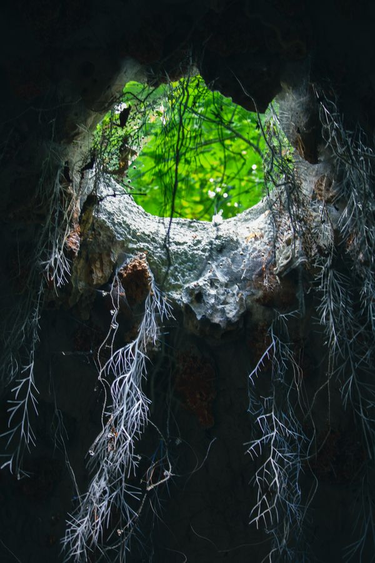 OpenGraph image for bloogart.com/under-the-roots/