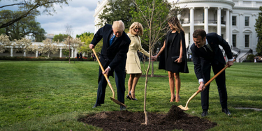 OpenGraph image for businessinsider.com/friendship-tree-symbol-of-france-us-unity-reportedly-died-2019-6?utm_source=reddit.com