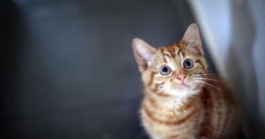 OpenGraph image for bustle.com/life/cats-apparently-think-humans-are-bigger-clumsy-hairless-cats-so-thats-adorable-11768160