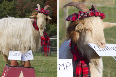 OpenGraph image for buzzfeed.com/franciswhittaker/make-america-goat-again?utm_term=.raV0R8jO5N#.fm8pZ5DGlN
