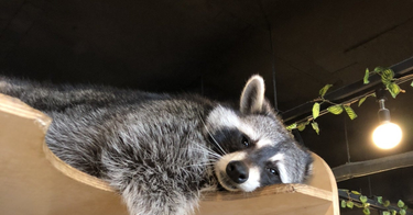 OpenGraph image for buzzfeed.com/lyapalater/theres-literally-a-raccoon-cafe-in-seoul-korea-and-it-will