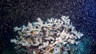 OpenGraph image for cbc.ca/news/science/great-barrier-reef-spawning-1.6260716